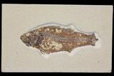 Bargain, Fossil Fish (Mioplosus) - Wyoming #119454-1